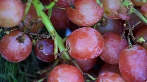 Close up (macro) shot of red grapes Stock Footage 87857379