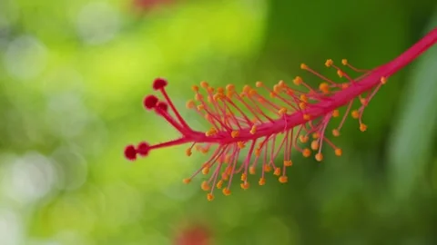 Close-up macro shot of red hibiscus flower stamen and pistil. Stock Footage 340508180