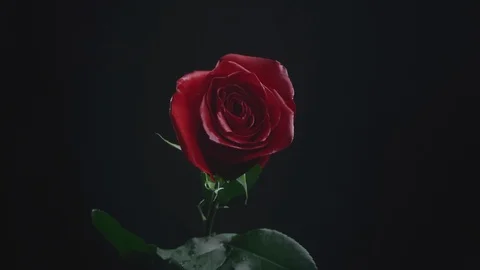 Close up macro shot of red rose heart isolated Stock Footage 123202013