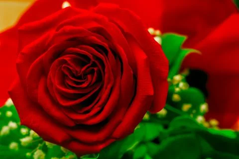 A close up macro shot of a red rose Stock Photos