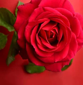 A close up macro shot of a red rose valentine day gift Stock Photos