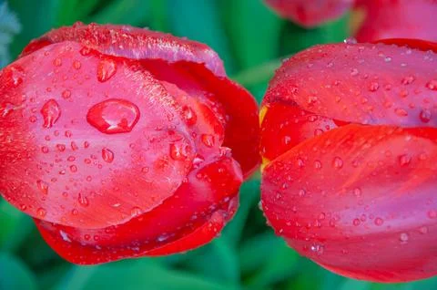 Close up macro shot of red tulip buds covered in large water droplets after.. Fotos de archivo