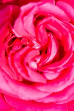 A close up macro shot of a rose Stock Photos