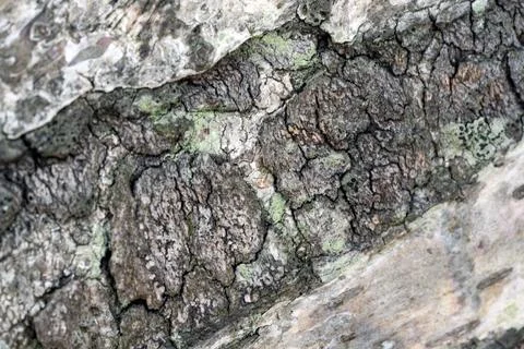 Close up macro shot of rough tree bark texture with green moss and natural Stock Photos