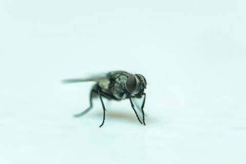 Close-up macro shot from side view of a common housefly on a white surface Stock Photos