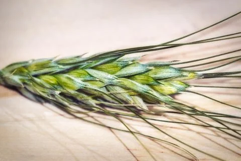 A close-up macro shot of a single ear of wheat Stock Photos