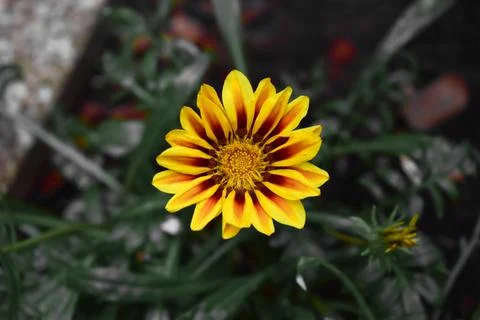 A close-up macro shot of a single yellow flower with the grass in the background Stock Photos