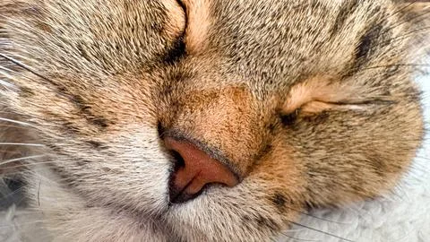 A close-up macro shot of a sleeping cat: closed eyes, whiskers, and a Stock Photos