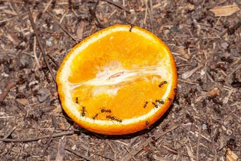 Close up macro shot of a small ant worker eating sugar sweet food. detailed Stock Photos