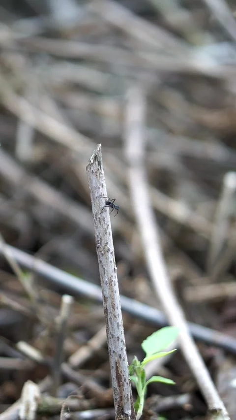 A close-up macro shot of a small black ant crawling up a dry wooden stick. Stock Footage 344329345