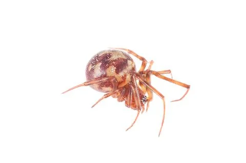 Close-up macro shot of a small brown spider with intricate markings on its .. Stock Photos