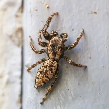 Close-up macro shot of a small jumping spider with intricate patterns on it.. Photos