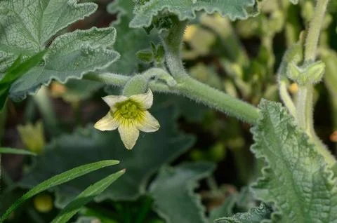 Close-up macro shot of a small yellow flower and fuzzy green stem among tex.. Stock Photos