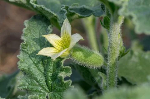 Close-up macro shot of a small yellow flower and hairy developing fruit on .. Stock Photos