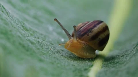 Close-up macro shot of snail crawling on green leaf. Green background Stock Footage 154044890