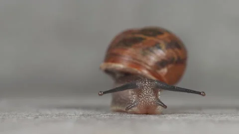 Close up macro shot of a snail moving towards the camera 01. 4K locked tripod Stock Footage 154722119