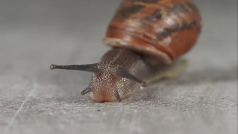 Close up macro shot of a snail moving towards the camera 02. 4K locked tripod Stock Footage 154722849