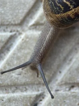 Close-up macro shot of a snail Foto stock