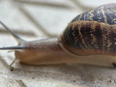 Close-up macro shot of a snail Foto stock