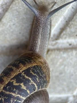 Close-up macro shot of a snail Stock Photos