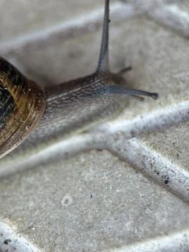 Close-up macro shot of a snail Stock Photos