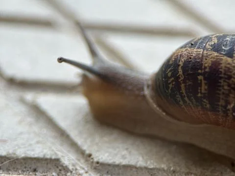 Close-up macro shot of a snail Stock Photos