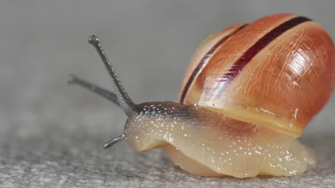 Close up macro shot of a snail retracting in to its shell. 4K locked tripod Stock Footage 155243565