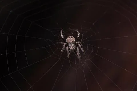 Close up macro shot spider (garden orb weaving spider) climbs on the web. Stock Photos