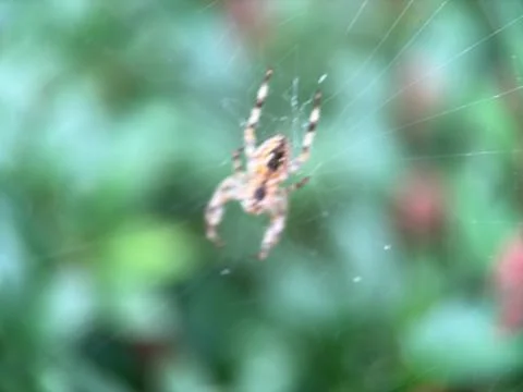 Close-up macro shot of a spider on its web Foto stock