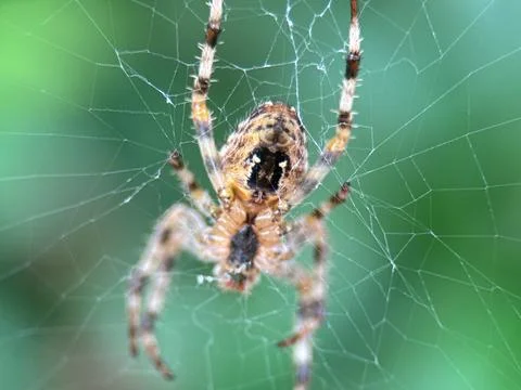 Close-up macro shot of a spider on its web Stock Photos