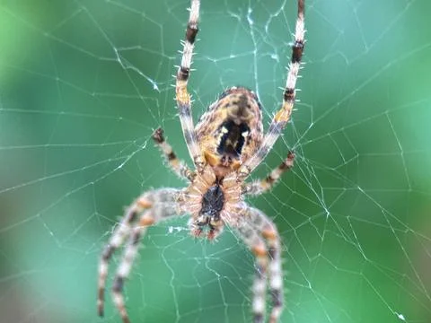 Close-up macro shot of a spider on its web Stock Photos