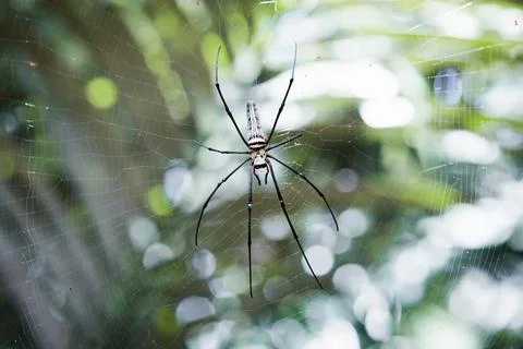 Close up macro shot of spider sitting in a spider web. Blurred background Stock Photos