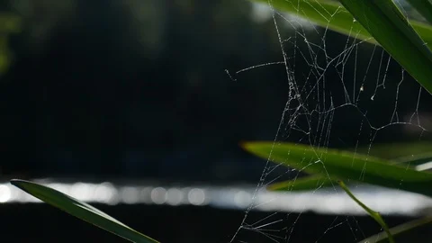 Close up / macro shot of spider web glistening in sun on river bank Stock Footage 113071994