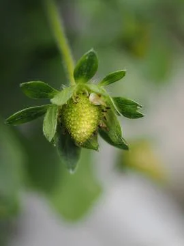 Close-up macro shot of a strawberry developing but not yet ripe Stock Photos