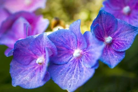 Close-up macro shot of three purple hydrangea or hortensia flowers in a row. Stock Photos