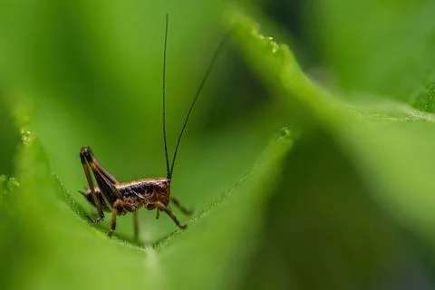 Close-up macro shot of tiny grasshopper on green leaf on green background 写真素材