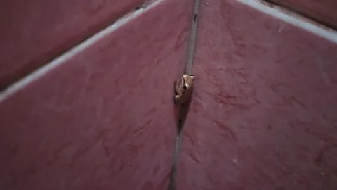 Close up macro shot of a tiny light brown tree frog resting quietly and cli.. Stock Footage 329906390