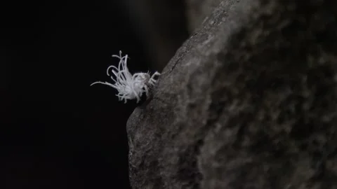 Close-up macro shot of tiny planthopper nymph climbing a rock Stock Footage 240868095