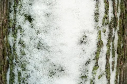 Close up macro shot of tree bark with snow. Tree pattern photogrpaph. Stock Photos