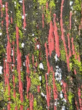 Close macro shot of a tree Foto stock