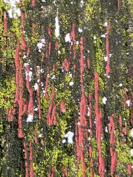 Close macro shot of a tree Stock Photos