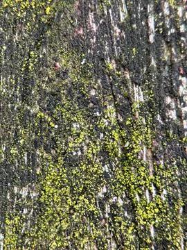 Close macro shot of a tree Stock Photos