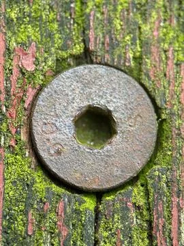Close macro shot of a tree Foto stock