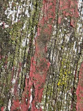 Close macro shot of a tree Stock Photos