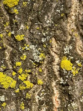 Close macro shot of a tree Foto stock