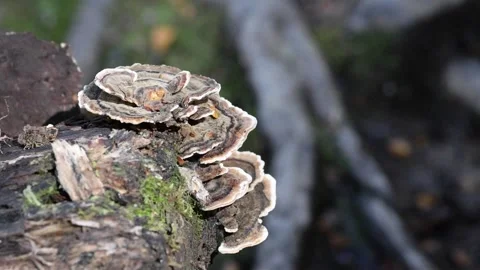 Close-Up Macro Shot of Turkey Tail Mushroom on Log in Tasmania Wilderness Stock Footage 334016544