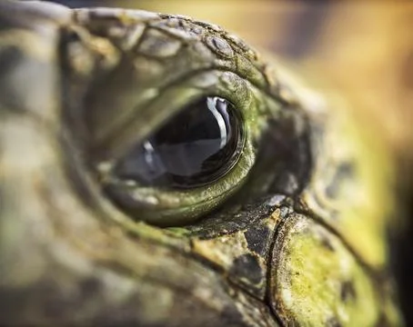 Close up macro shot of a turtle eye Stock Photos