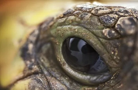 Close up macro shot of a turtle eye Stock Photos