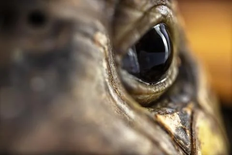 Close up macro shot of a turtle eye Stock Photos
