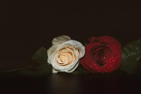 A close up macro shot of a two roses, ceremonial background with water drops Stock Photos